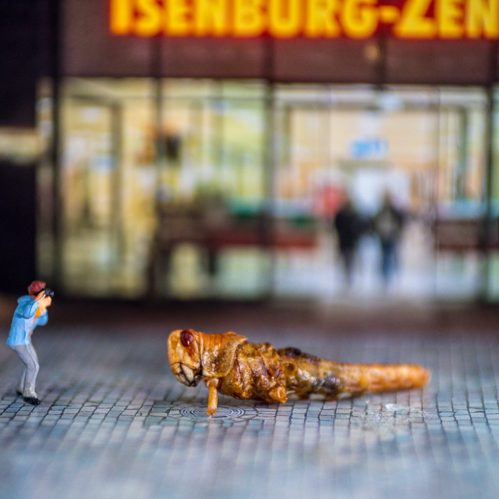 2017, Ansichtssache, Ausstellung, Kleine Welten, Makro, Neu-Isenburg, Studio, Web